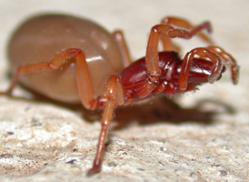 Woodlouse Hunter